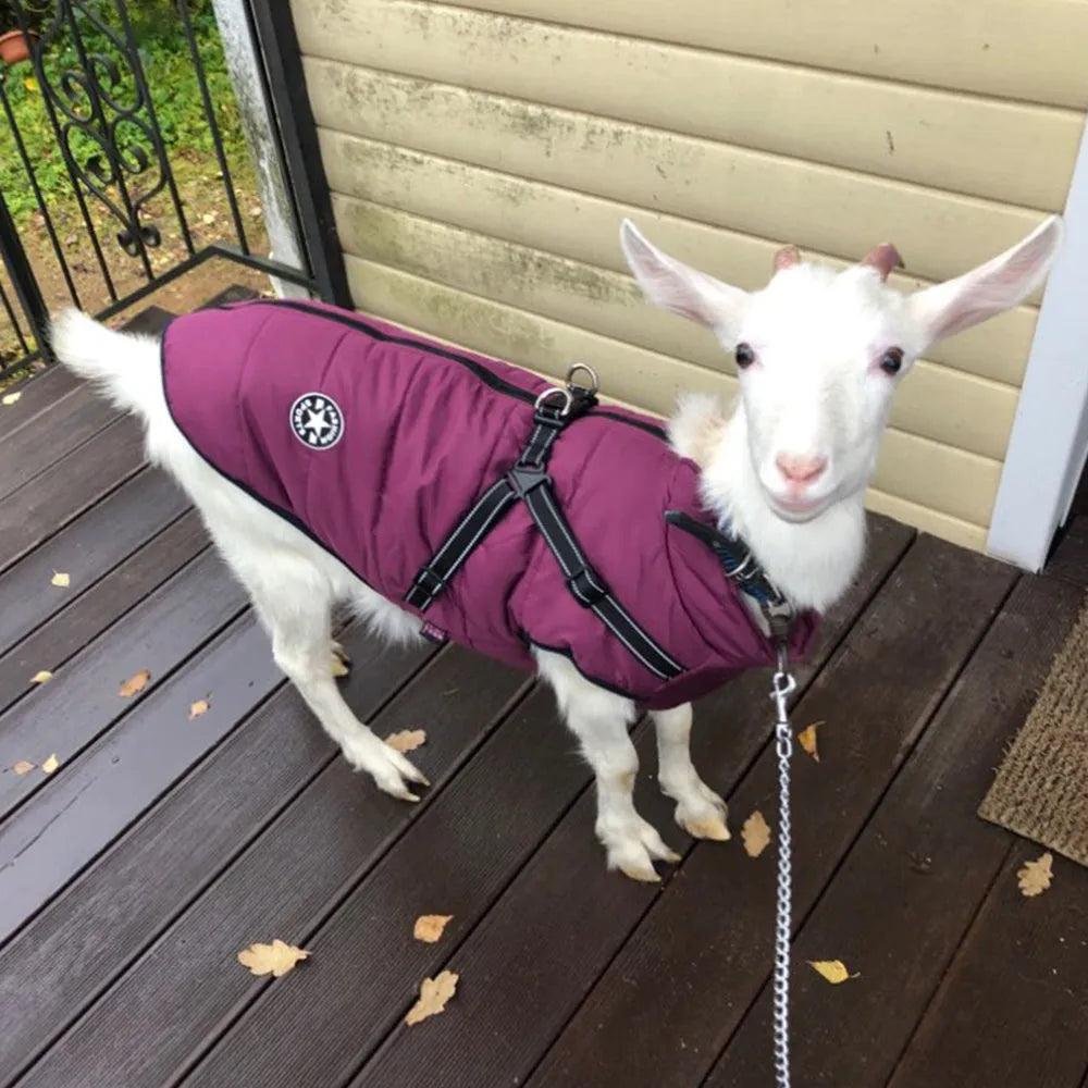 Waterproof dog coat with integrated harness in red, navy blue, or army green, shown on a dog.