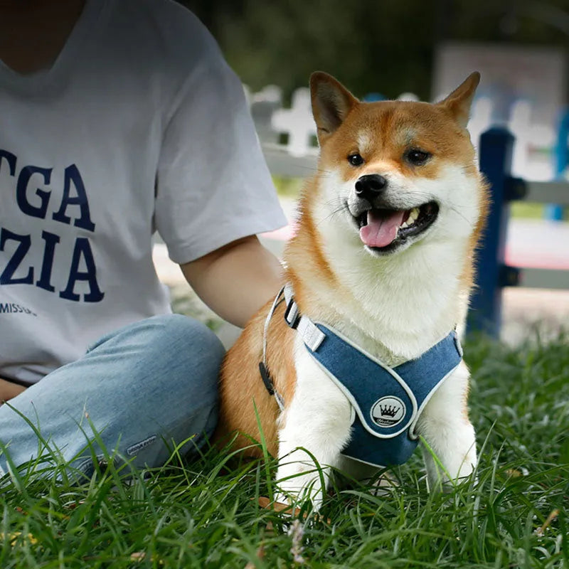 Adjustable dog harness in breathable mesh fabric with metal D-ring and attached leash.