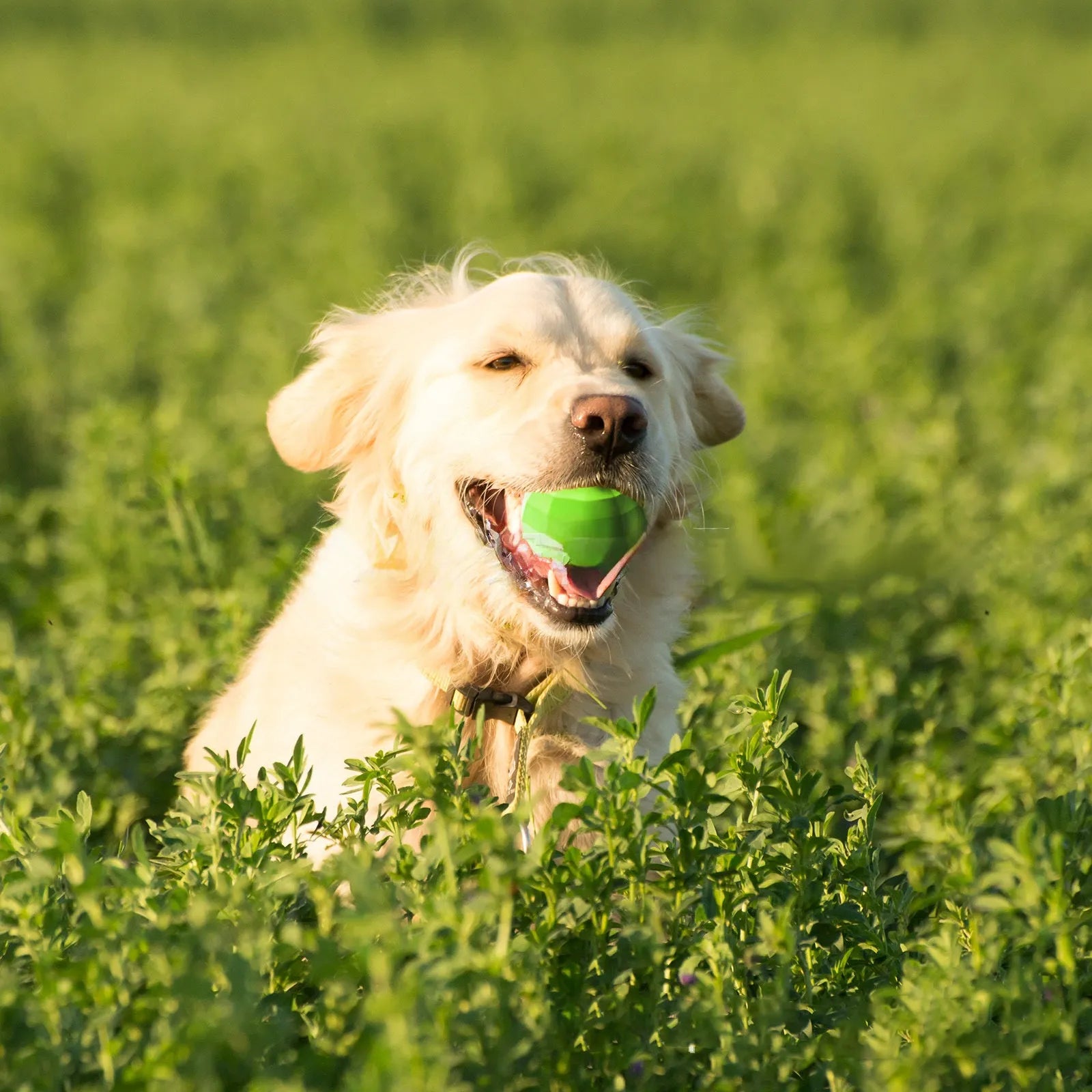 Green natural rubber squeaky dog ball toy for large breed aggressive chewers