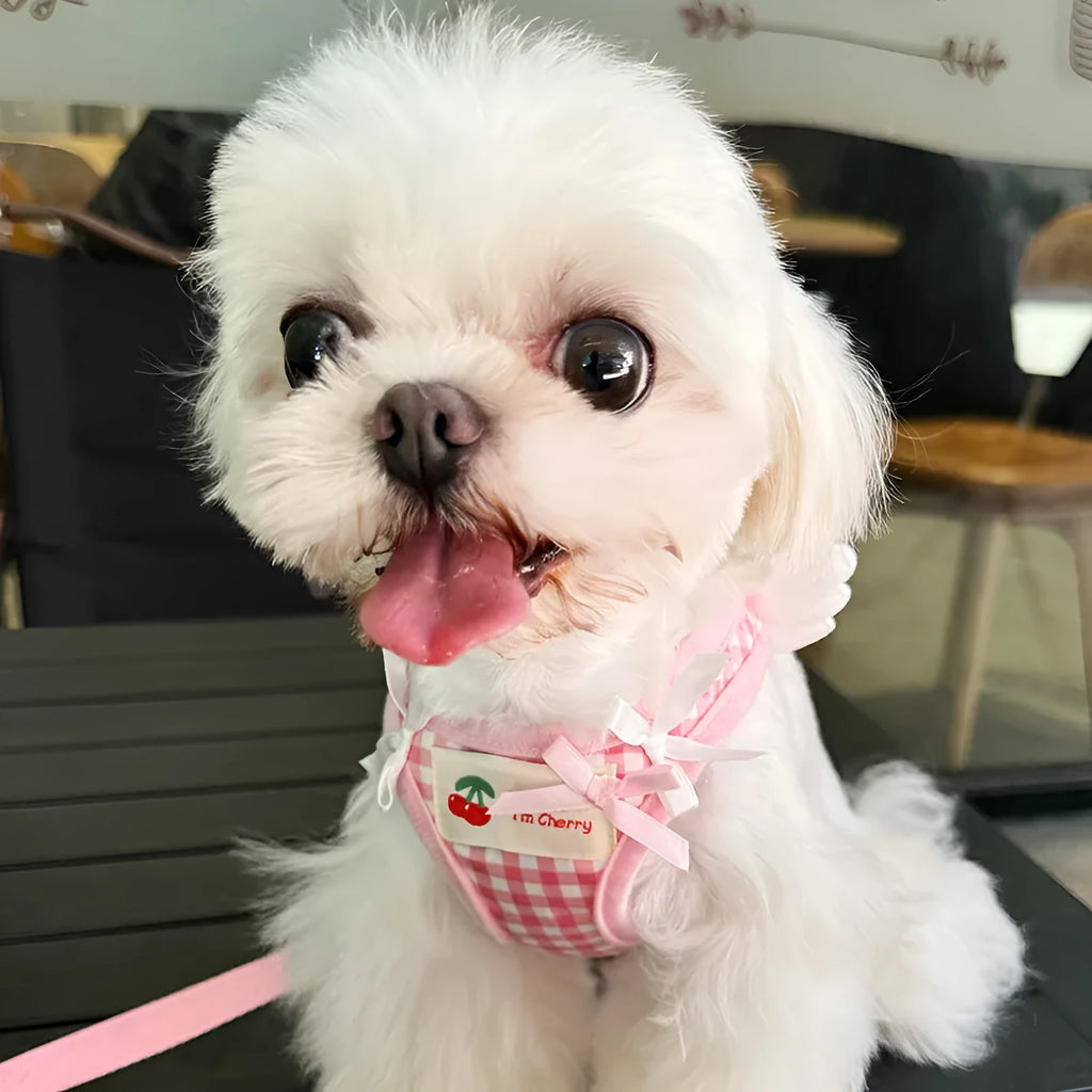 Small dog wearing pink cotton chest-back harness with hand holding rope attached