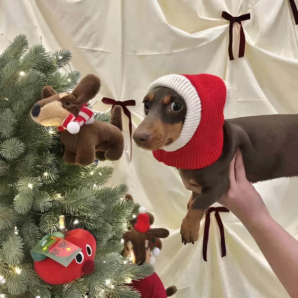Warm plush dachshund hat in Red Riding Hood style with matching scarf on a dog