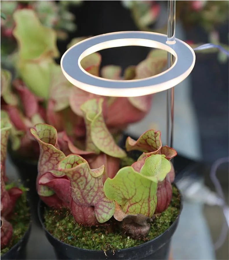 USB full spectrum LED plant grow light with acrylic stick on a table next to houseplants.