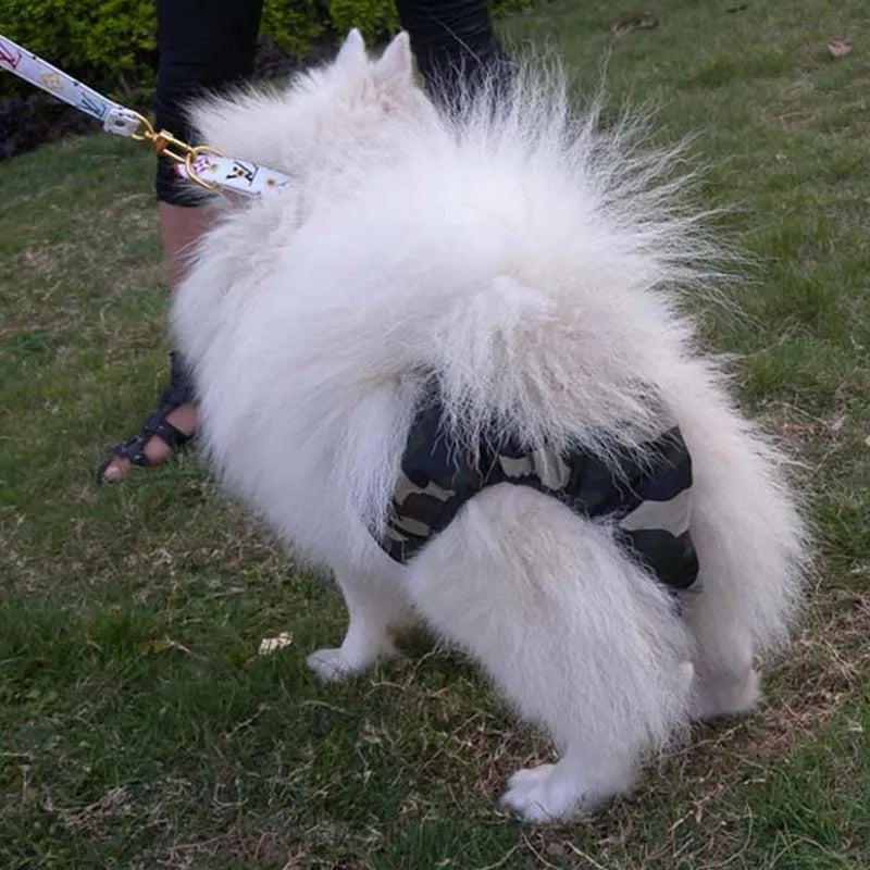 Large breed female dog wearing cotton menstrual pants with wide velcro fastening, size XXL, black colour
