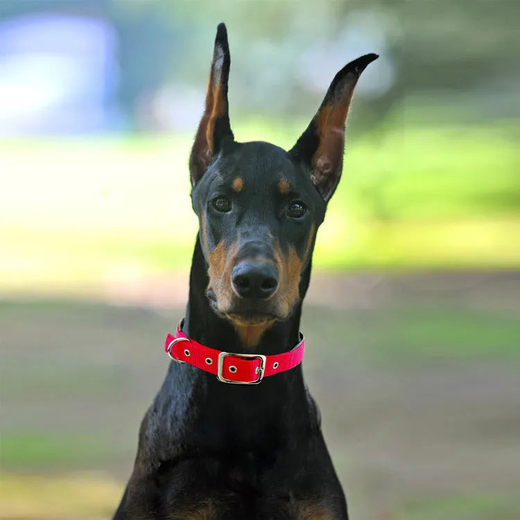 Black nylon reflective dog collar with buckle closure on a light background