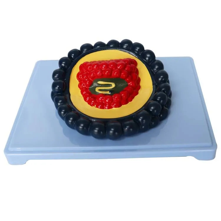 Black PVC virus model for biology education on a white background, showing 20cm by 15cm by 7cm dimensions.