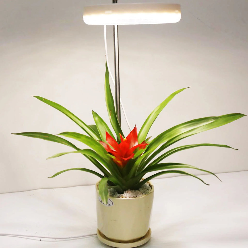 Flexible gooseneck LED plant growth lamp with a black base on a wooden desk next to a green houseplant.