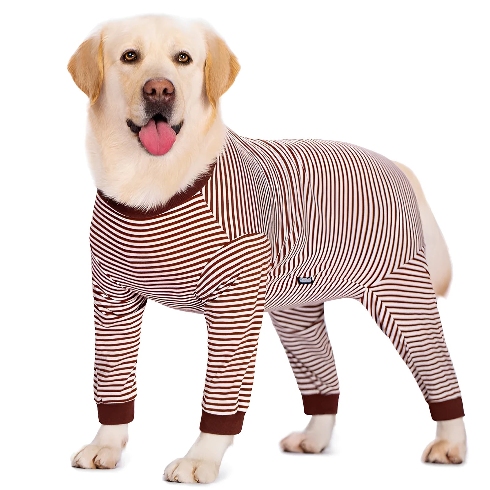 Four-legged striped dog shirt on golden retriever in sky blue colour