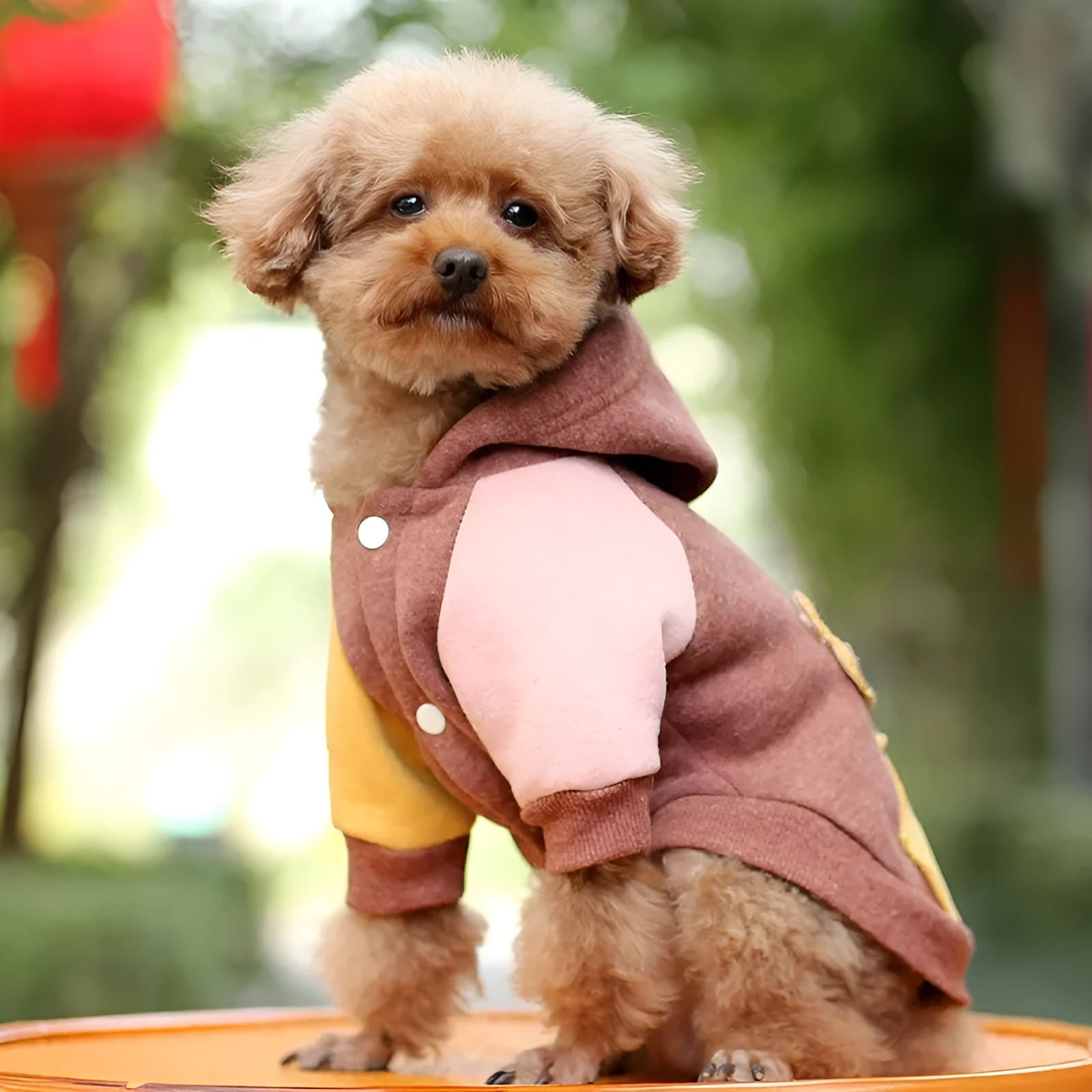 Brown cotton pet sweatshirt clothing for small dogs in various sizes