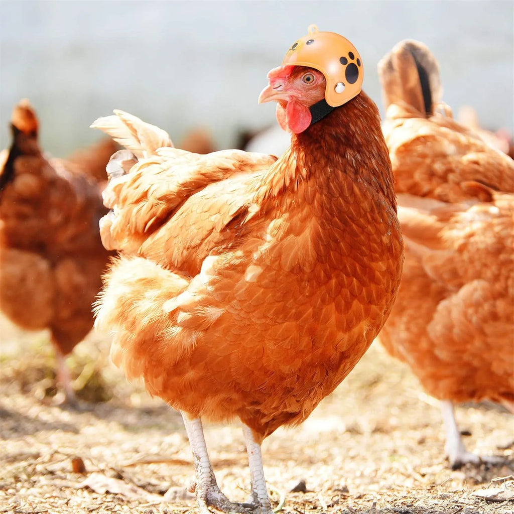 Small adjustable plastic helmet for chickens and birds with elastic bands and sponge lining