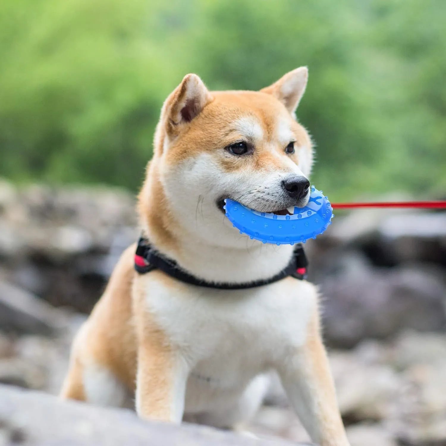 Freezable dog chew toy in bone and circle shapes with a treat slot, shown frozen.