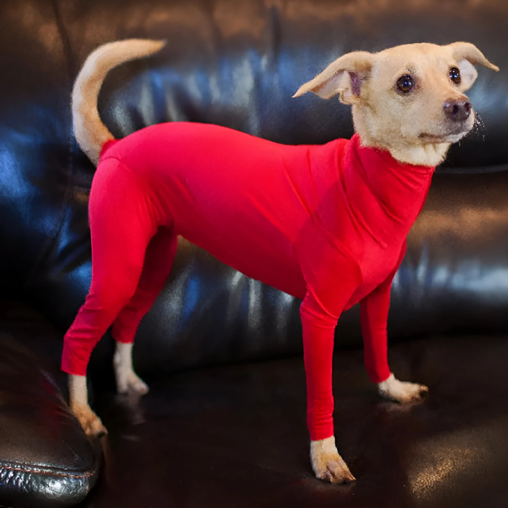 Super thick acrylic fibre dog jumpsuit in black on a medium large dog, showing full-body coverage