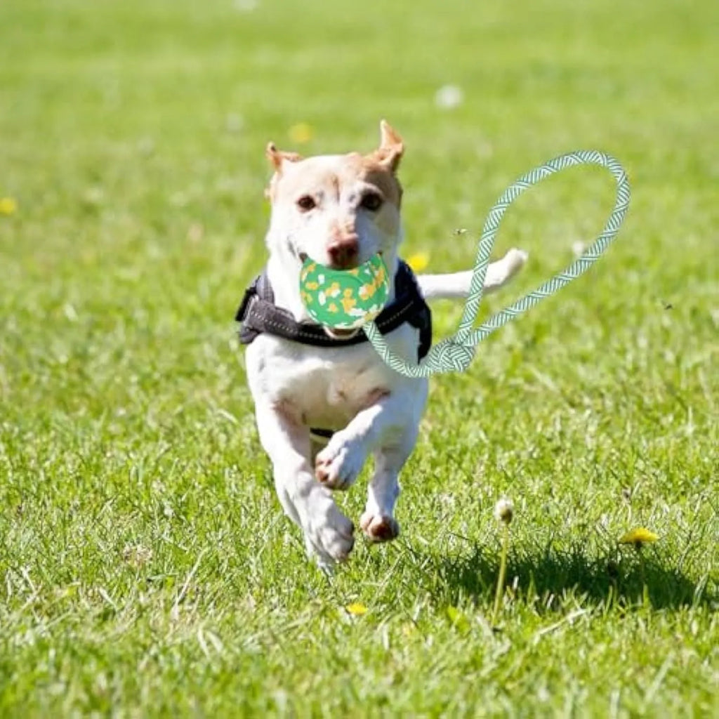 Natural rubber dog ball attached to a blue nylon rope for interactive fetch and tug toy