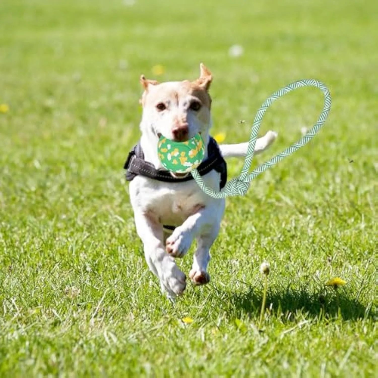 Natural rubber dog ball attached to a blue nylon rope for interactive fetch and tug toy