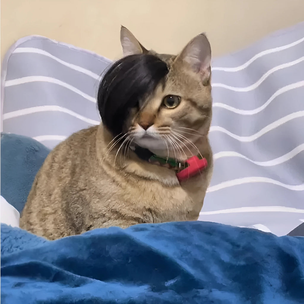 Black cat wig with imitation braid styling for fox costume dress up