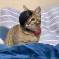 Black cat wig with imitation braid styling for fox costume dress up