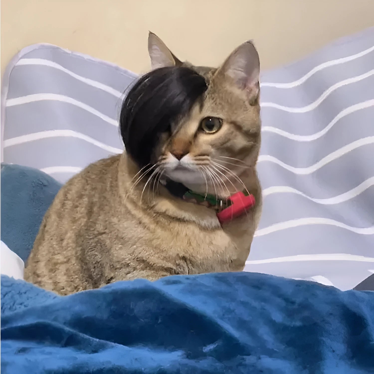 Black cat wig with imitation braid styling for fox costume dress up