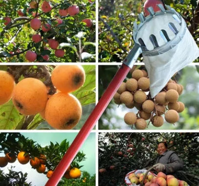 Metal fruit picker with silver ring and cotton bag for picking apples and pears in a garden