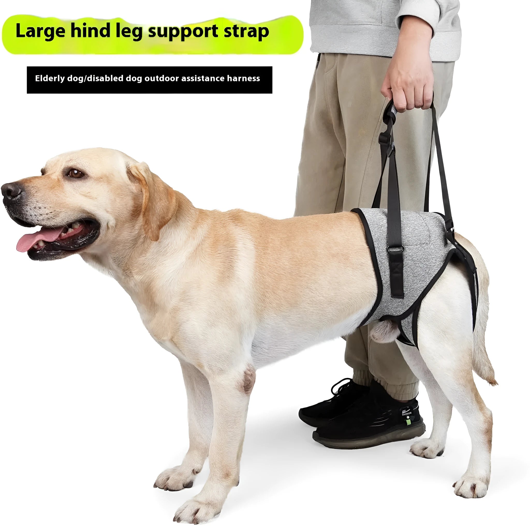 Grey neoprene dog recovery belt showing adjustable waist and thigh straps for hind leg support