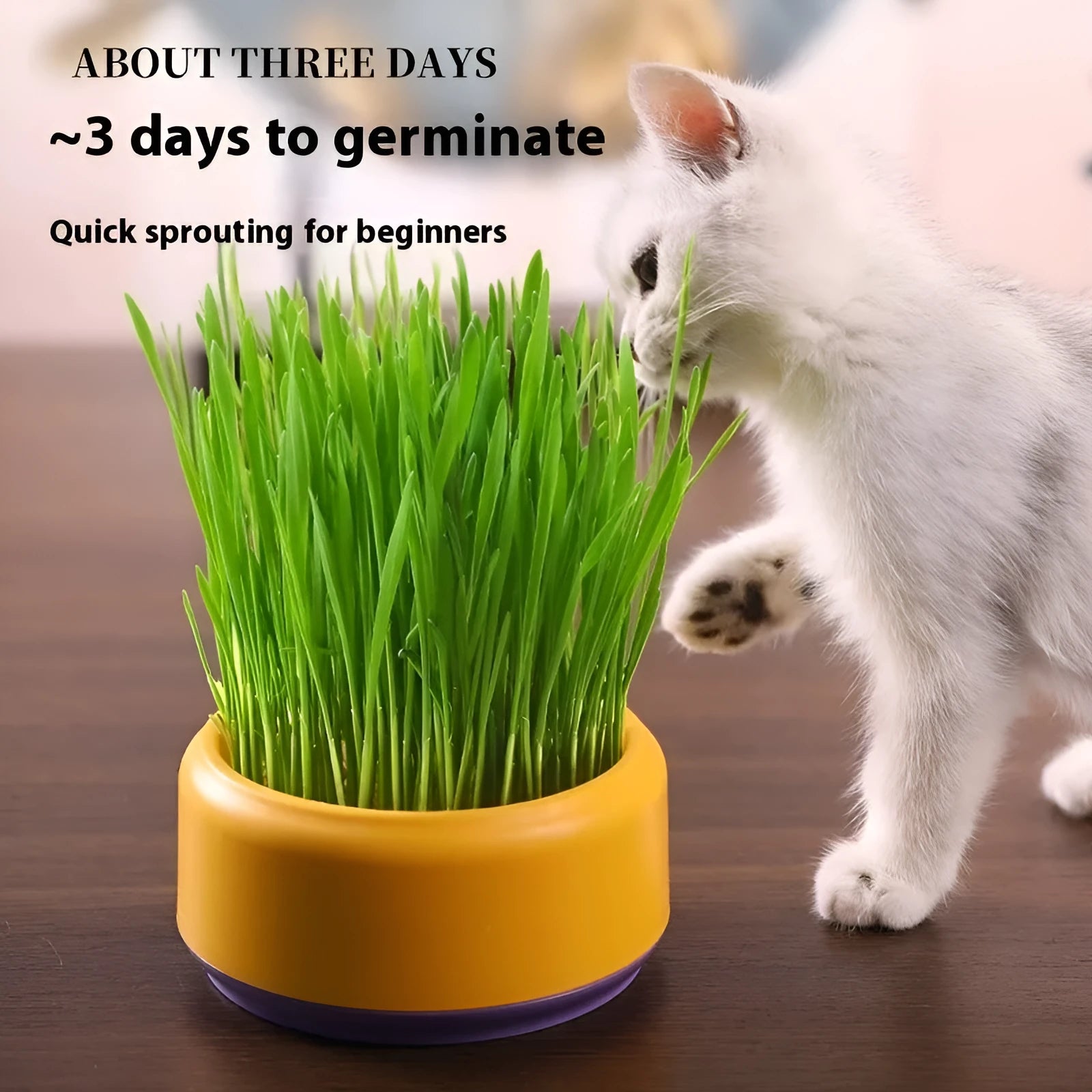 Hydroponic cat grass growing kit with seeds and blue, green, or yellow cup for soilless indoor cultivation