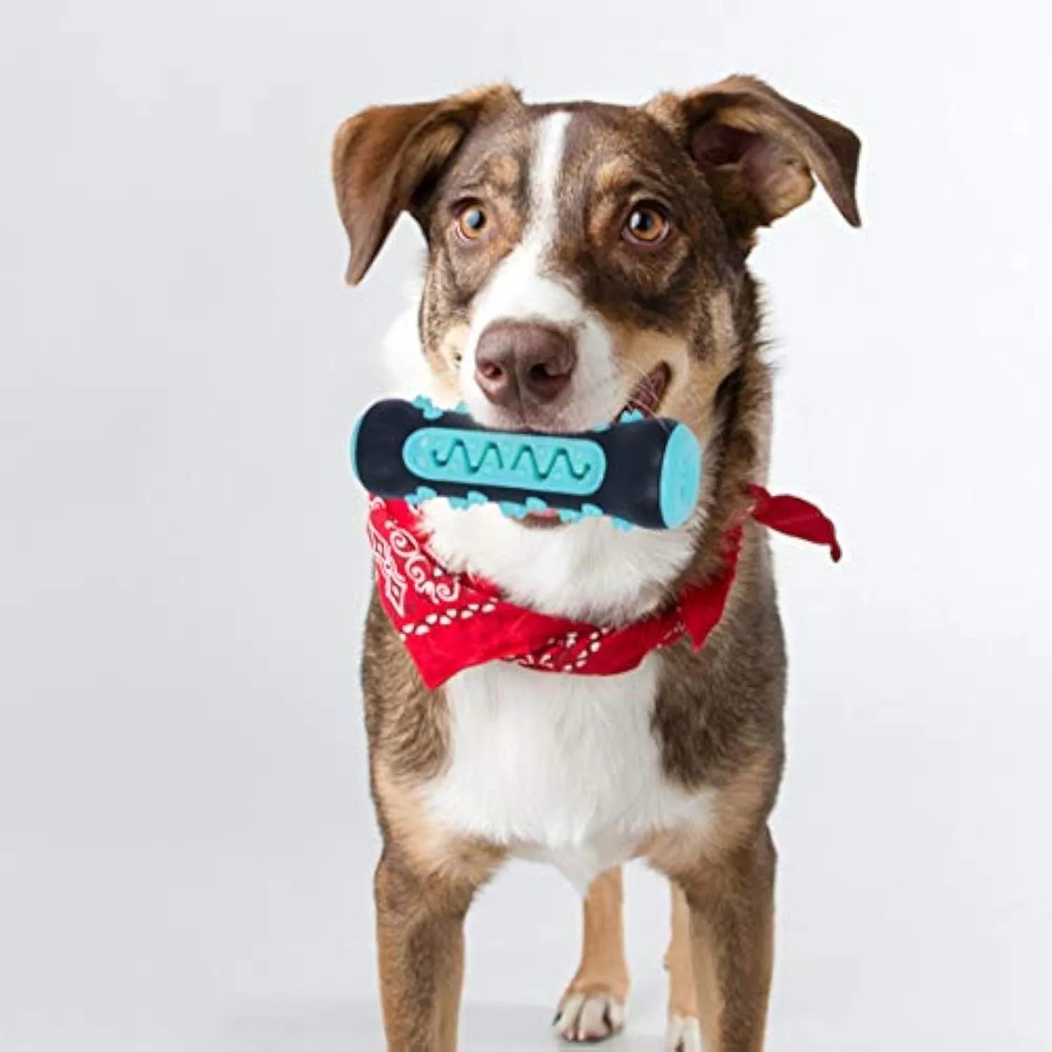 Colourful natural rubber dog dental chew stick with textured cleaning surface for small medium dogs.
