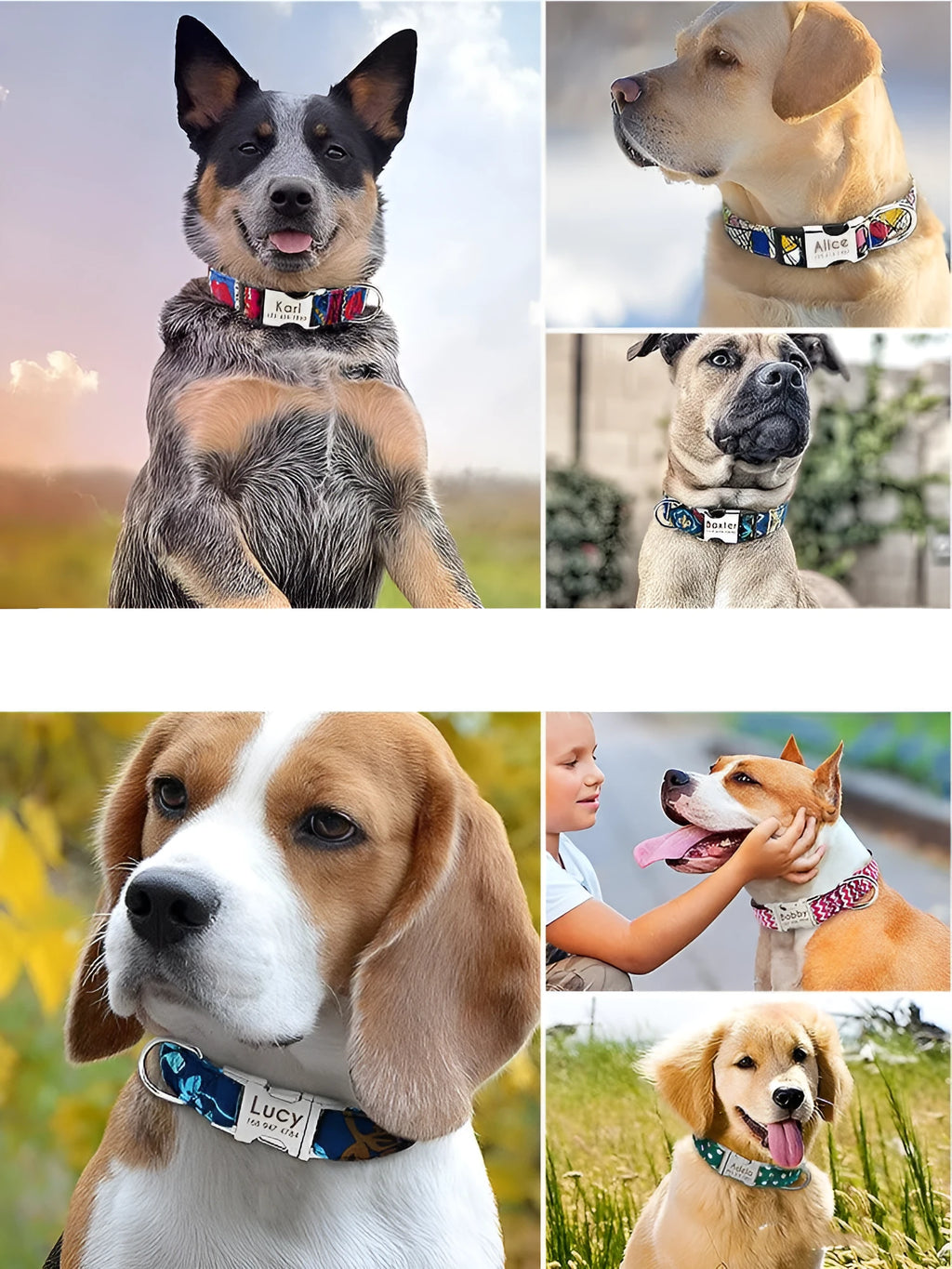 Red polka dot dog collar with laser engraved lettering on a pet dog