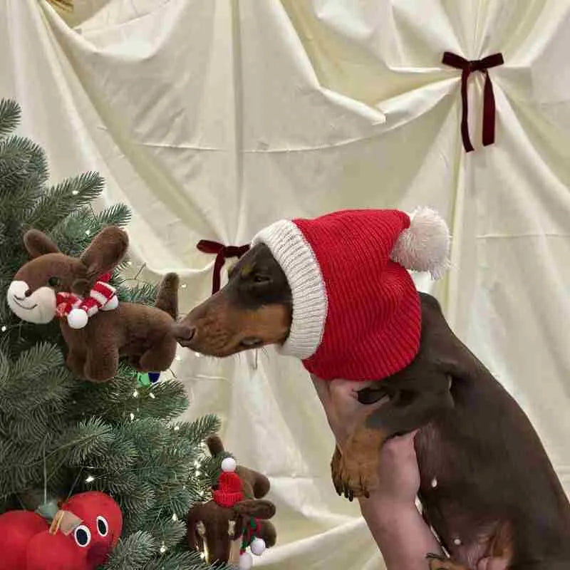Warm plush dachshund hat in Red Riding Hood style with matching scarf on a dog