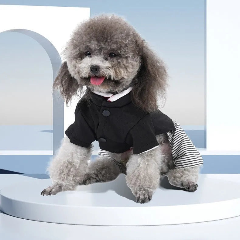 Small dog wearing blue cotton dog clothes, available in trousers or skirt style for spring and summer.