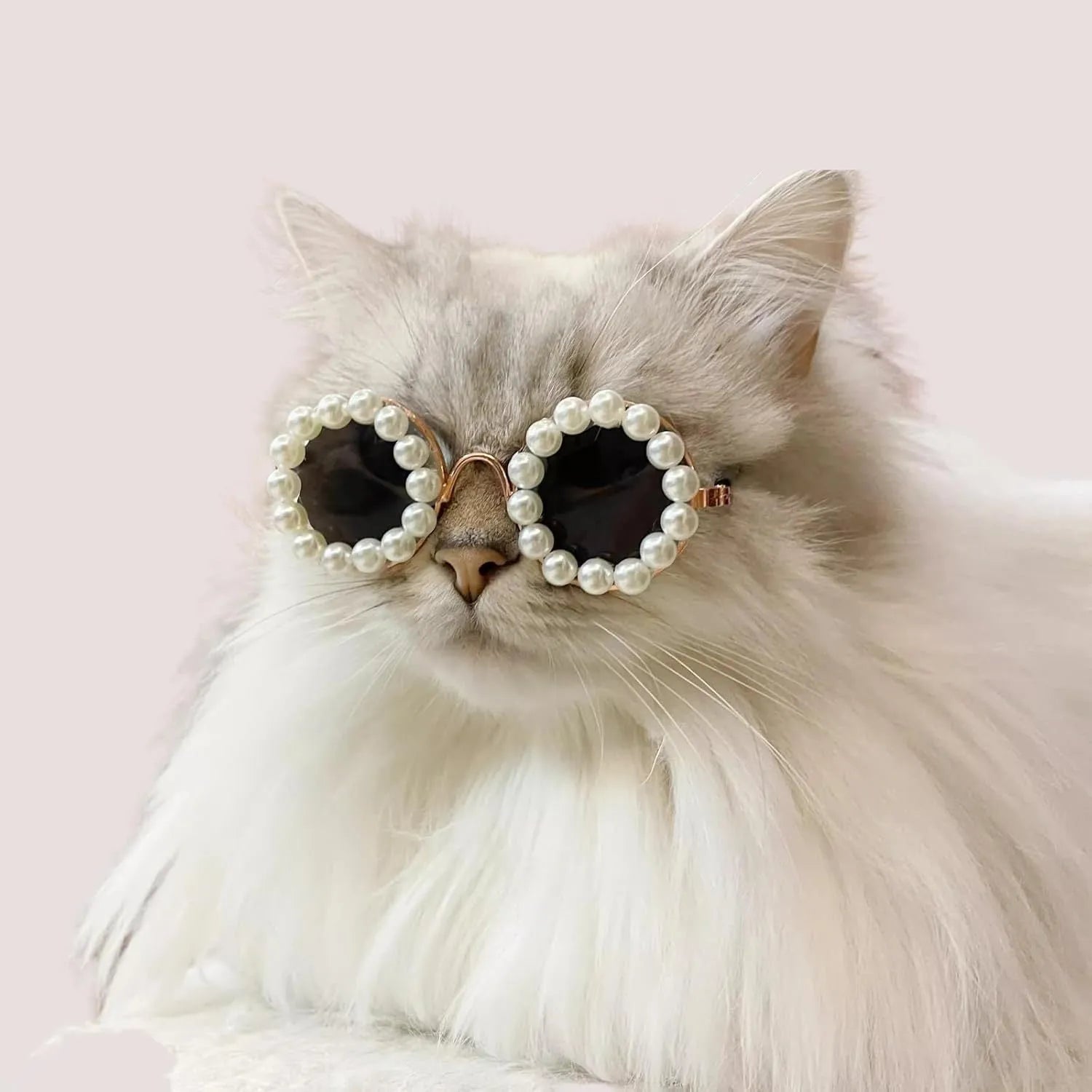 Pearl-rimmed round sunglasses on a cat or dog, shown in blue, black, coffee, orange, and purple colour options.