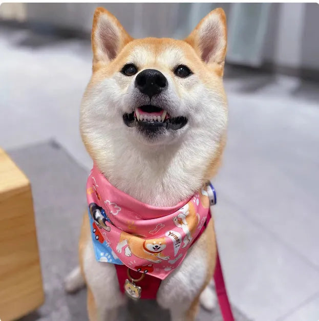 Shiba Inu wearing a pink with blue reversible triangular bandana tied around its neck, with a water towel placed alongside