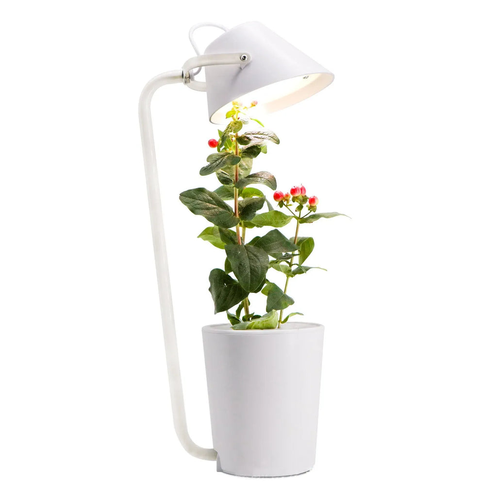 White plastic desktop hydroponic growing container for soilless plant cultivation.