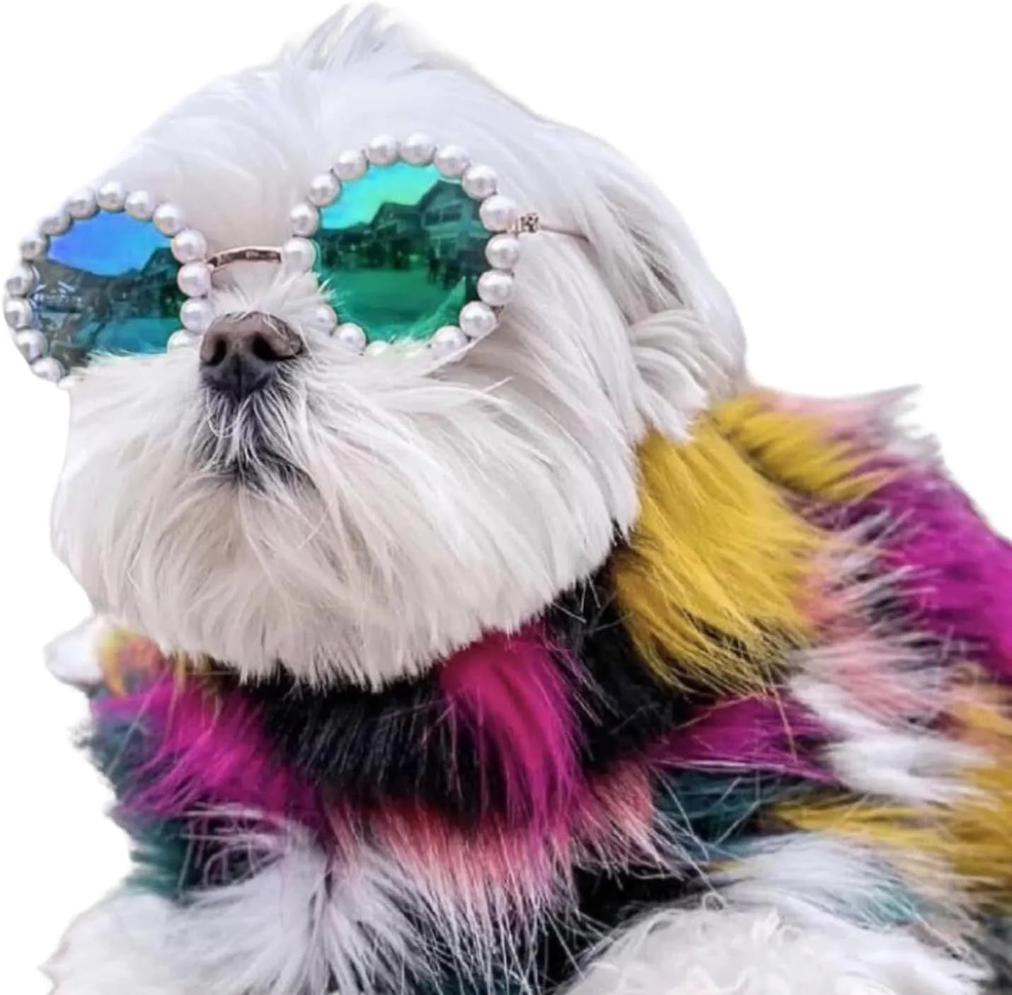 Pearl-rimmed round sunglasses on a cat or dog, shown in blue, black, coffee, orange, and purple colour options.