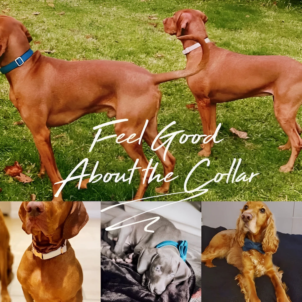 Velvet dog collar set with metal buckle and bow tie in multiple colour options sizes XS to XXL