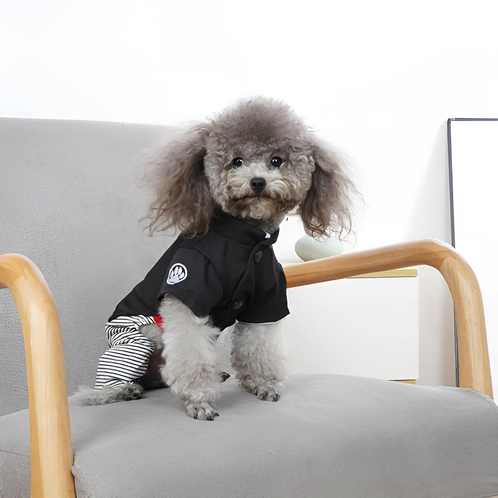 Small dog wearing blue cotton dog clothes, available in trousers or skirt style for spring and summer.