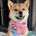 Shiba Inu wearing a pink with blue reversible triangular bandana tied around its neck, with a water towel placed alongside