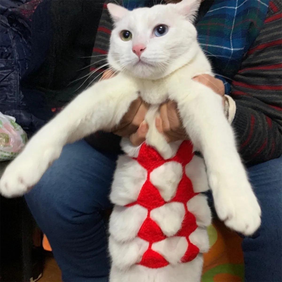 Cat wearing sweet style bikini costume in choice of five colours for festivals and parties