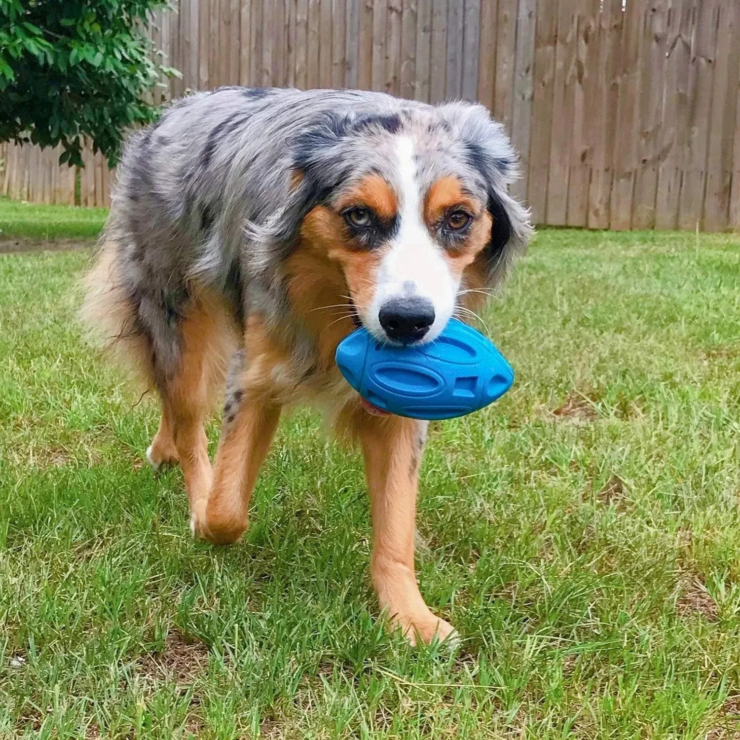 Natural rubber squeaky dog chew ball in blue, green or orange for medium large breeds
