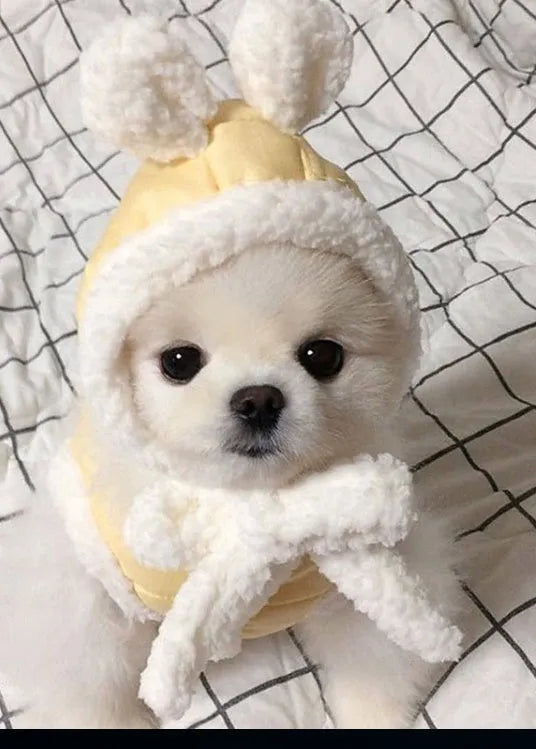 Cotton-padded pet clothes in casual style for dogs, available in black, pink, and yellow, sizes XS to XL