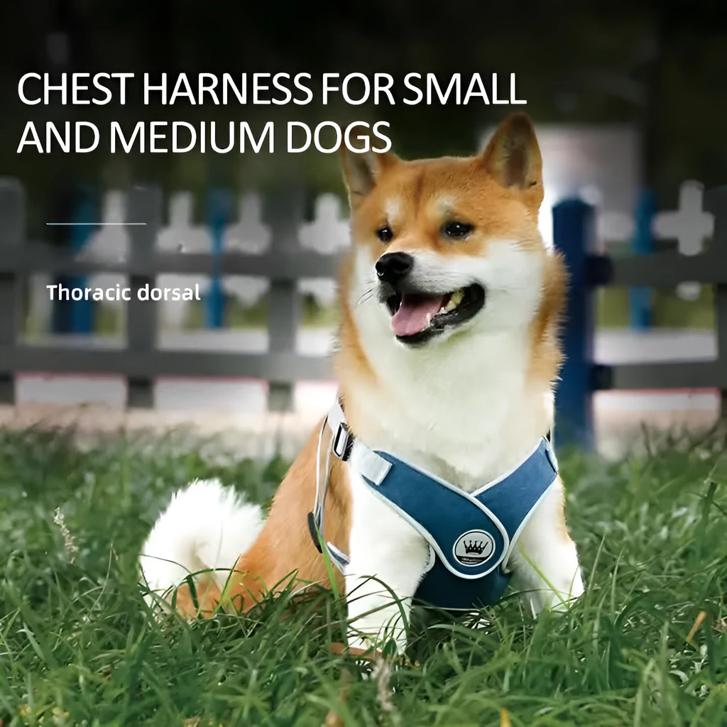 Adjustable dog harness in breathable mesh fabric with metal D-ring and attached leash.