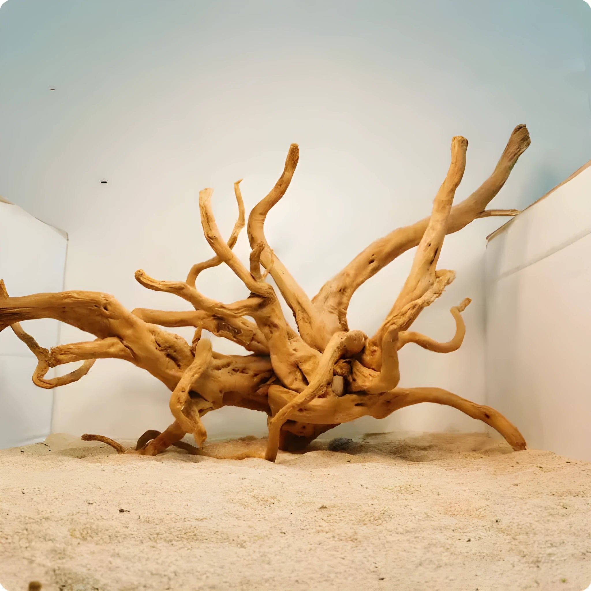 Xiaoqi root wooden aquarium driftwood ornament for fish tank decoration