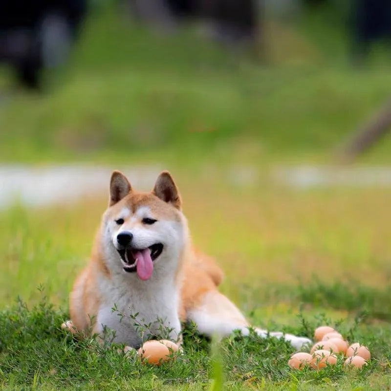 Egg-shaped plush dog chew toy with squeaker for small to medium breed puppies