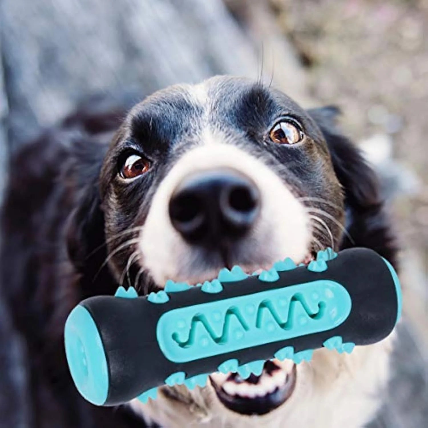 Colourful natural rubber dog dental chew stick with textured cleaning surface for small medium dogs.