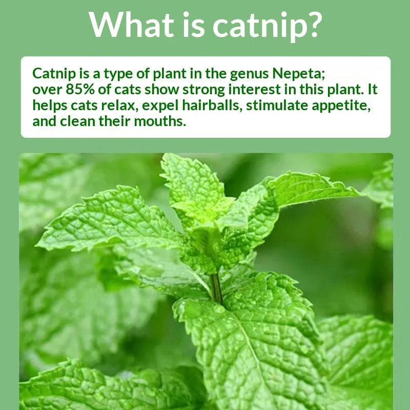 Catnip cat grass snack 1g bag for hairball removal and oral cleaning with mint powder