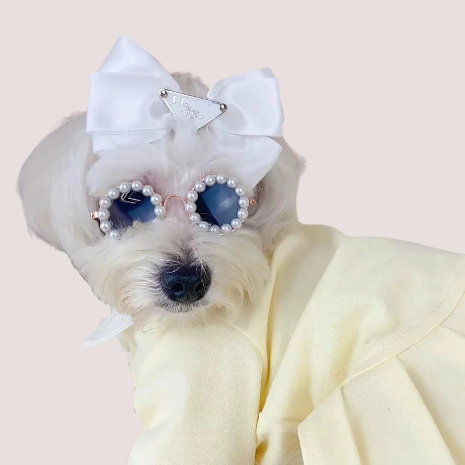 Pearl-rimmed round sunglasses on a cat or dog, shown in blue, black, coffee, orange, and purple colour options.