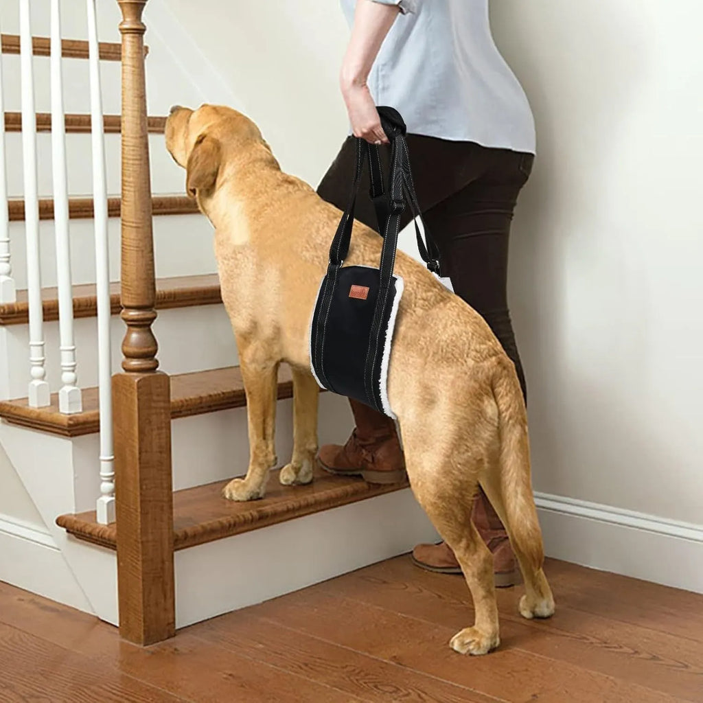 Adjustable dog sling with padded liner supporting a dog's hindquarters, showing reflective straps and a handle.