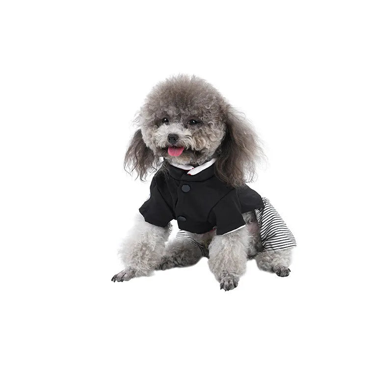 Small dog wearing blue cotton dog clothes, available in trousers or skirt style for spring and summer.