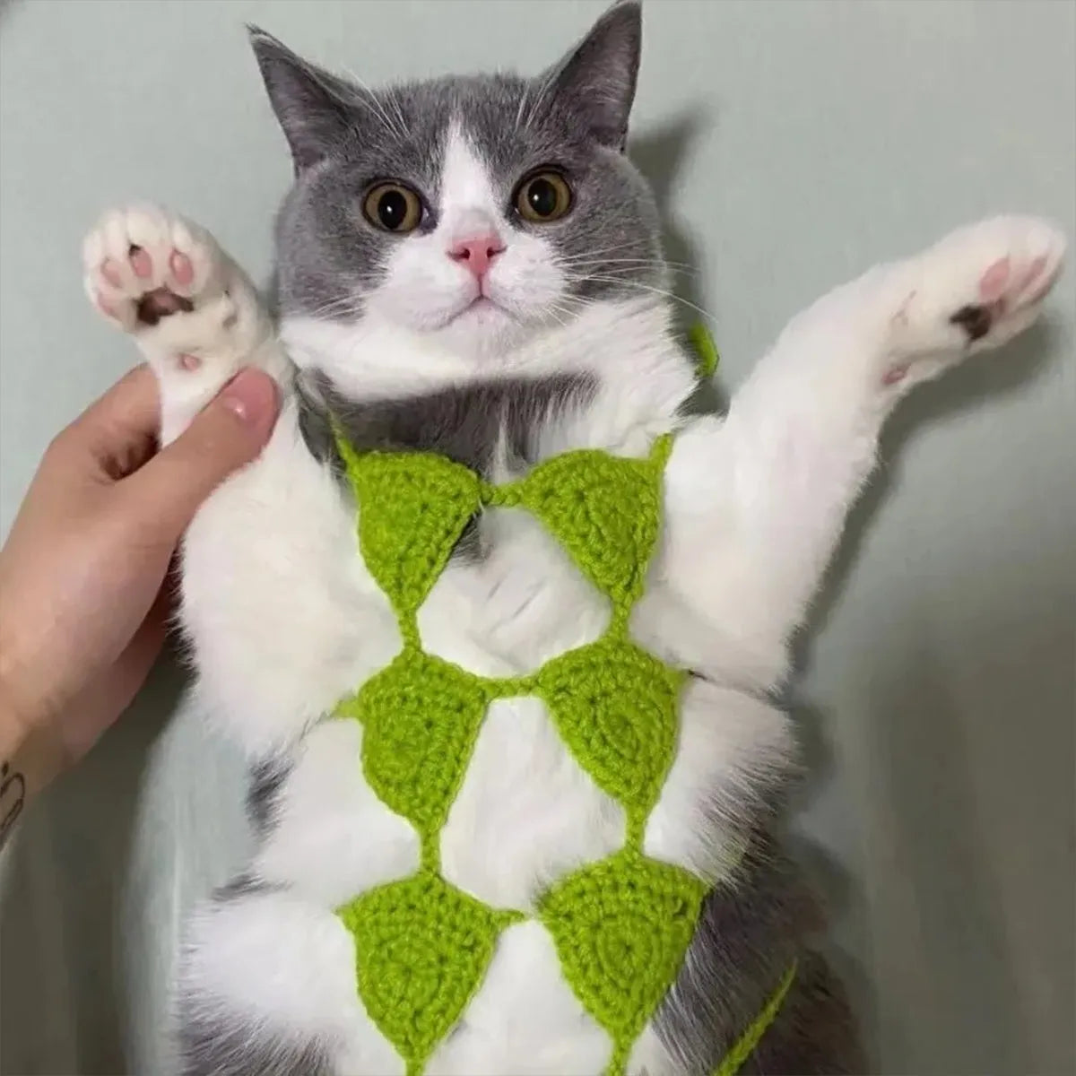 Cat wearing sweet style bikini costume in choice of five colours for festivals and parties