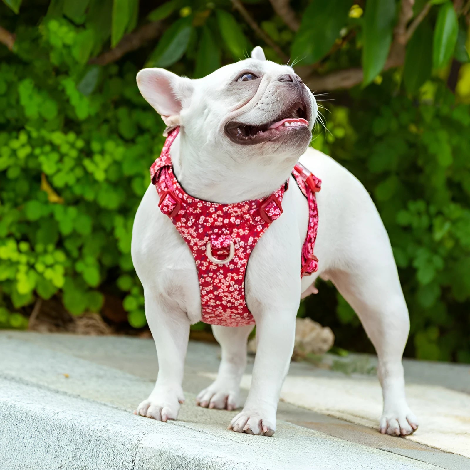 Floral pattern pure cotton pet chest strap harness for dogs and cats in red, blue, or green