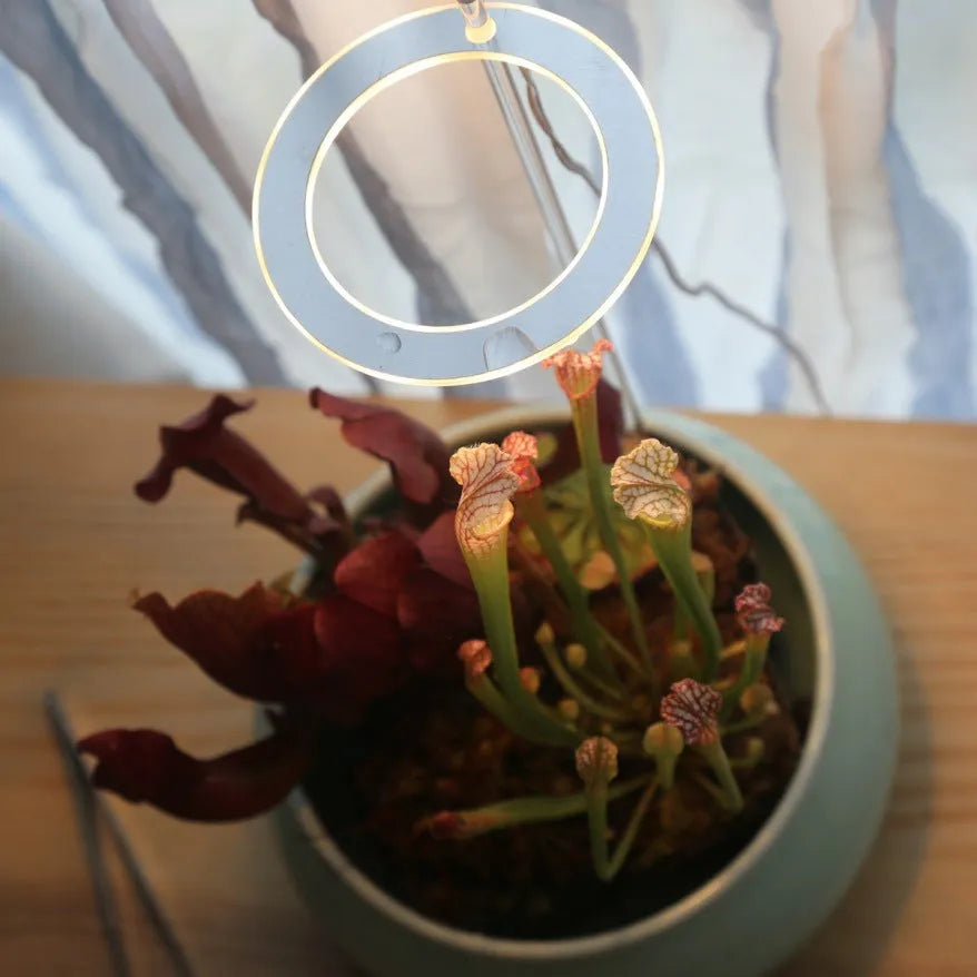USB full spectrum LED plant grow light with acrylic stick on a table next to houseplants.