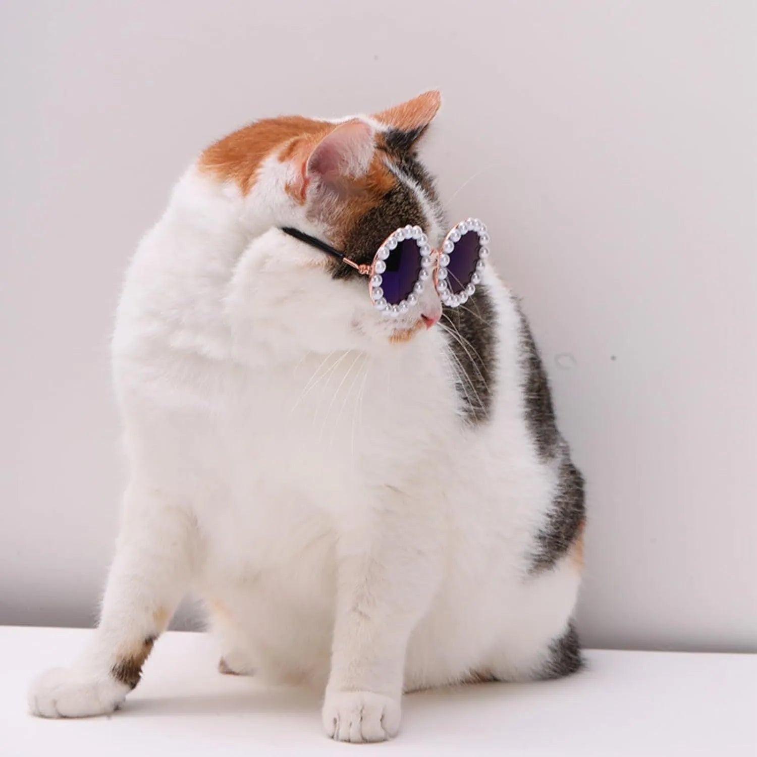Pearl-rimmed round sunglasses on a cat or dog, shown in blue, black, coffee, orange, and purple colour options.