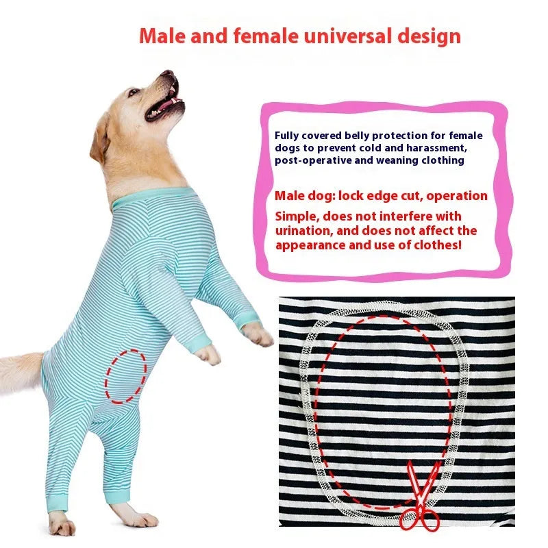 Four-legged striped dog shirt on golden retriever in sky blue colour